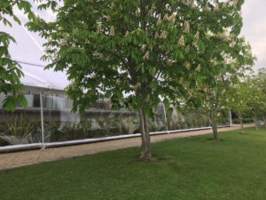 carp_blanc_trans_1-300x225